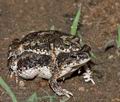 Bufo_rangeri_ad2965