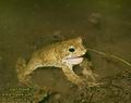 Bufo_viridis_4220