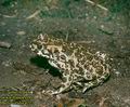 Bufo_viridis_4222