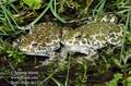 Bufo_viridis_da1524