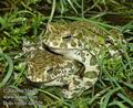 Bufo_viridis_da1529