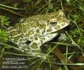 Bufo_viridis_da1531