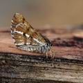 Bupalus_piniarius_ah7613