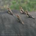 Buphagus_erythrorhynchus_bb7926