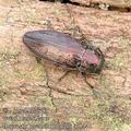 Buprestis_haemorrhoidalis_af0441