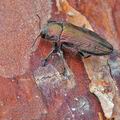 Buprestis_haemorrhoidalis_bd0760