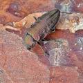 Buprestis_haemorrhoidalis_bd0762