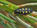 Buprestis_octoguttata_bn8607