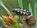 Buprestis_octoguttata_bn8641