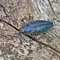 Buprestis_rustica_bc9214