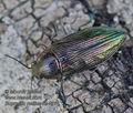 Buprestis_rustica_ka4310