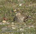 Burhinus_oedicnemus_dc9102