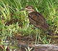 Burhinus_vermiculatus_pj6857