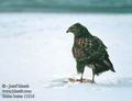 Buteo_buteo