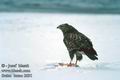 Buteo_buteo