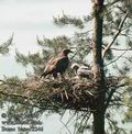 Buteo_buteo