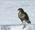 Buteo_buteo