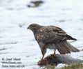 Buteo_buteo