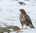 Buteo_buteo