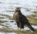 Buteo_buteo