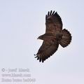 Buteo_buteo_ba0049