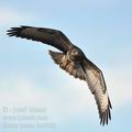 Buteo_buteo_ba0063