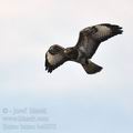 Buteo_buteo_ba0073