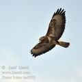 Buteo_buteo_ba0075