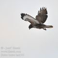 Buteo_buteo_ba2191