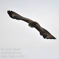 Buteo_buteo_ba2195