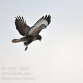 Buteo_buteo_ba2205