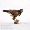 Buteo_buteo_ba3728