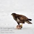 Buteo_buteo_ba3734