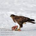 Buteo_buteo_ba3810