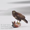 Buteo_buteo_ba6927