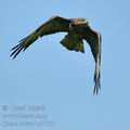 Buteo_buteo_bd1361