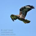 Buteo_buteo_bd1363