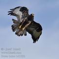 Buteo_buteo_bd1892