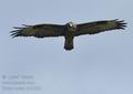 Buteo_buteo_bd1898