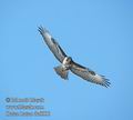 Buteo_buteo_dc6006