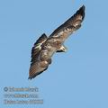 Buteo_buteo_dd5619