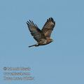 Buteo_buteo_dd5634