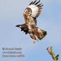 Buteo_buteo_ec6942