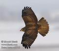 Buteo_buteo_ed5710