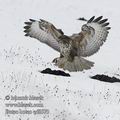 Buteo_buteo_ed6573