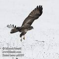 Buteo_buteo_ed6597