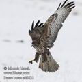 Buteo_buteo_ed6632