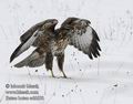 Buteo_buteo_ed6650