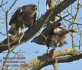 Buteo_buteo_ff4223