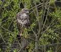 Buteo_buteo_mc2972